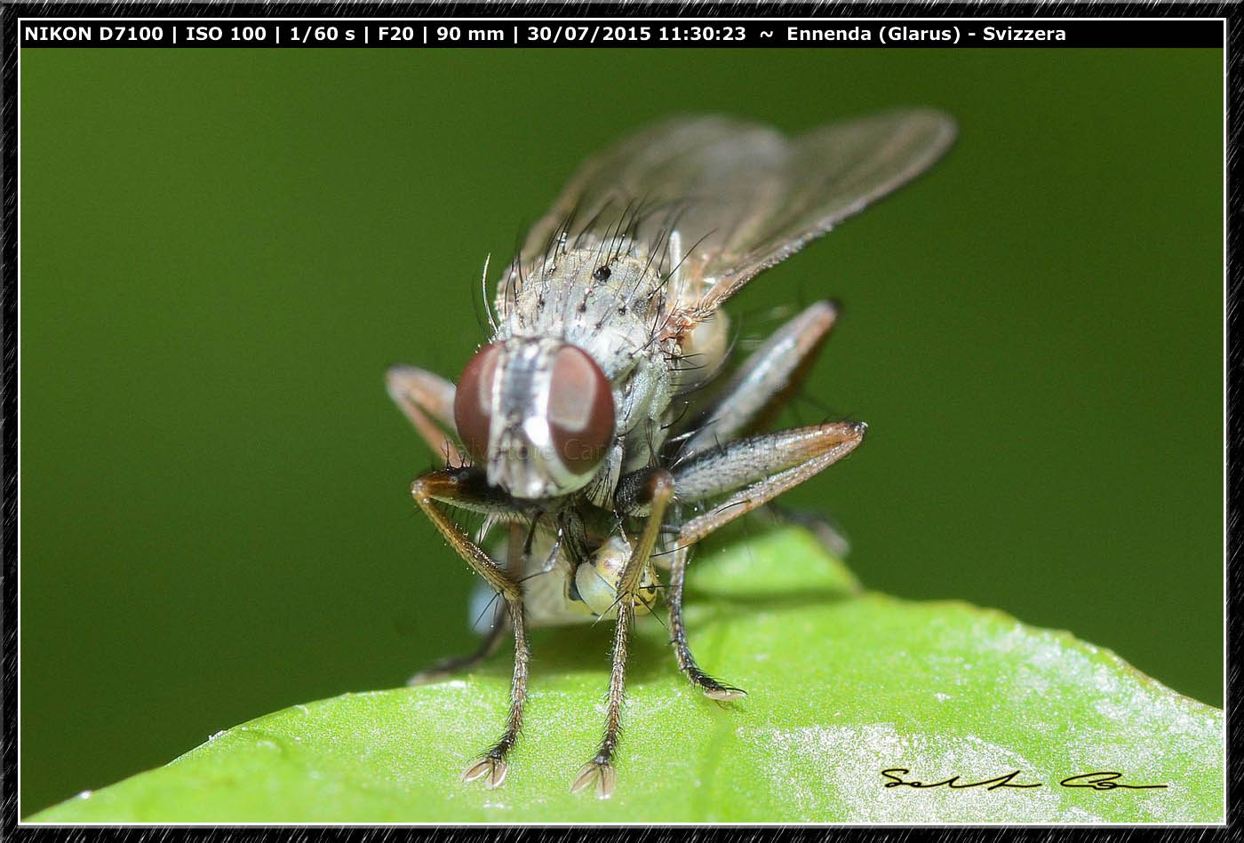 Coenosia tigrina (Muscidae)